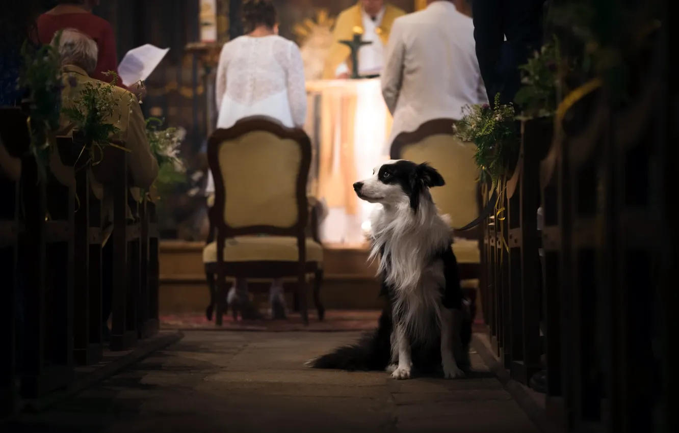 Фото обои друг, собака, храм, церемония