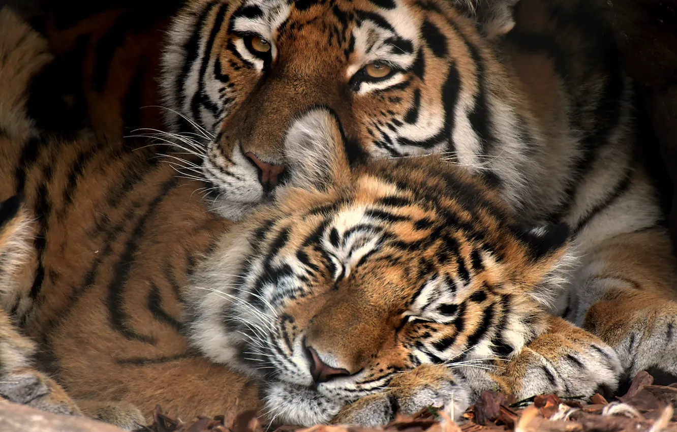 Фото обои малыш, тигрица, тигренок