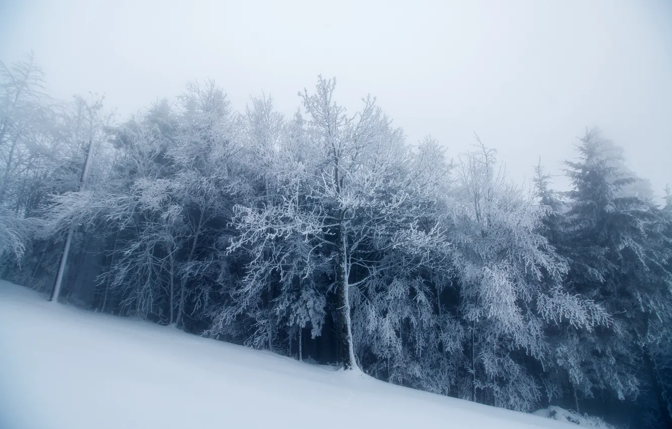 Фото обои зима, лес, снег, туман