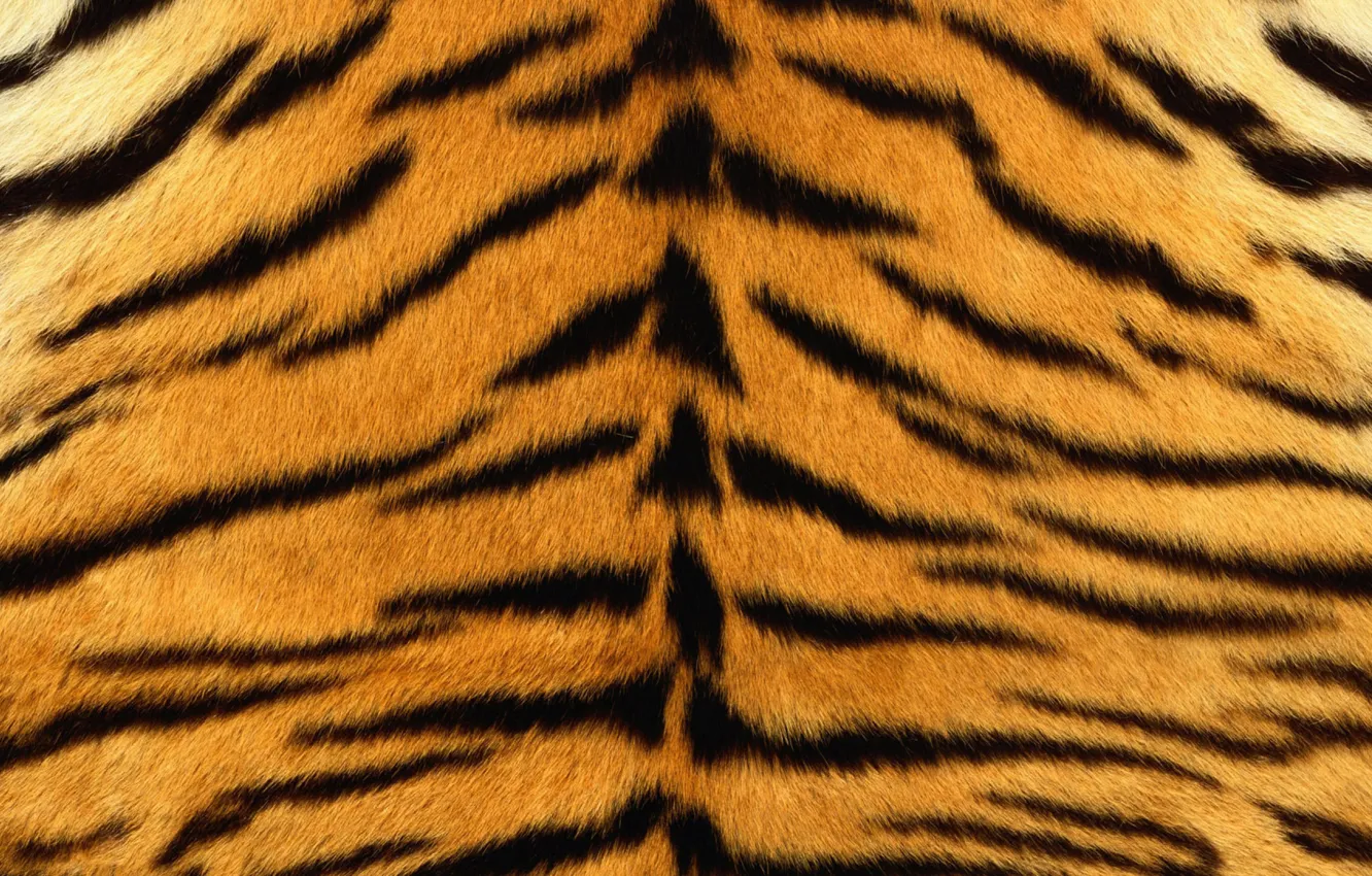 Фото обои тигр, шкура, мех, texture, animal, fur