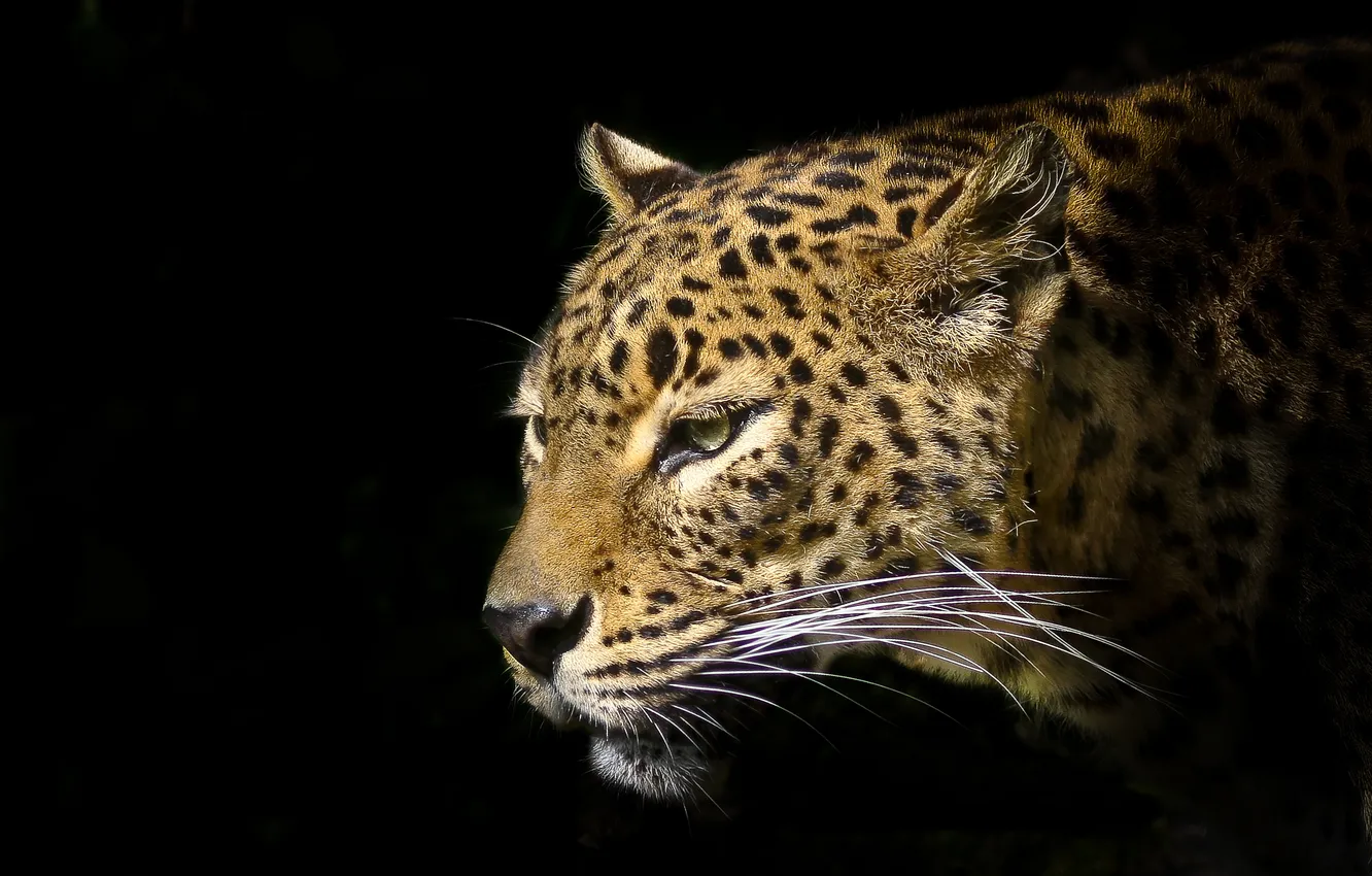 Фото обои усы, морда, хищник, леопард, черный фон