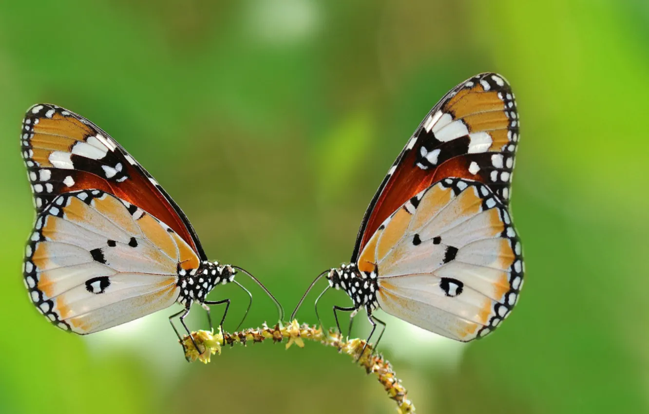 Фото обои garden, spring, plant, butterflies