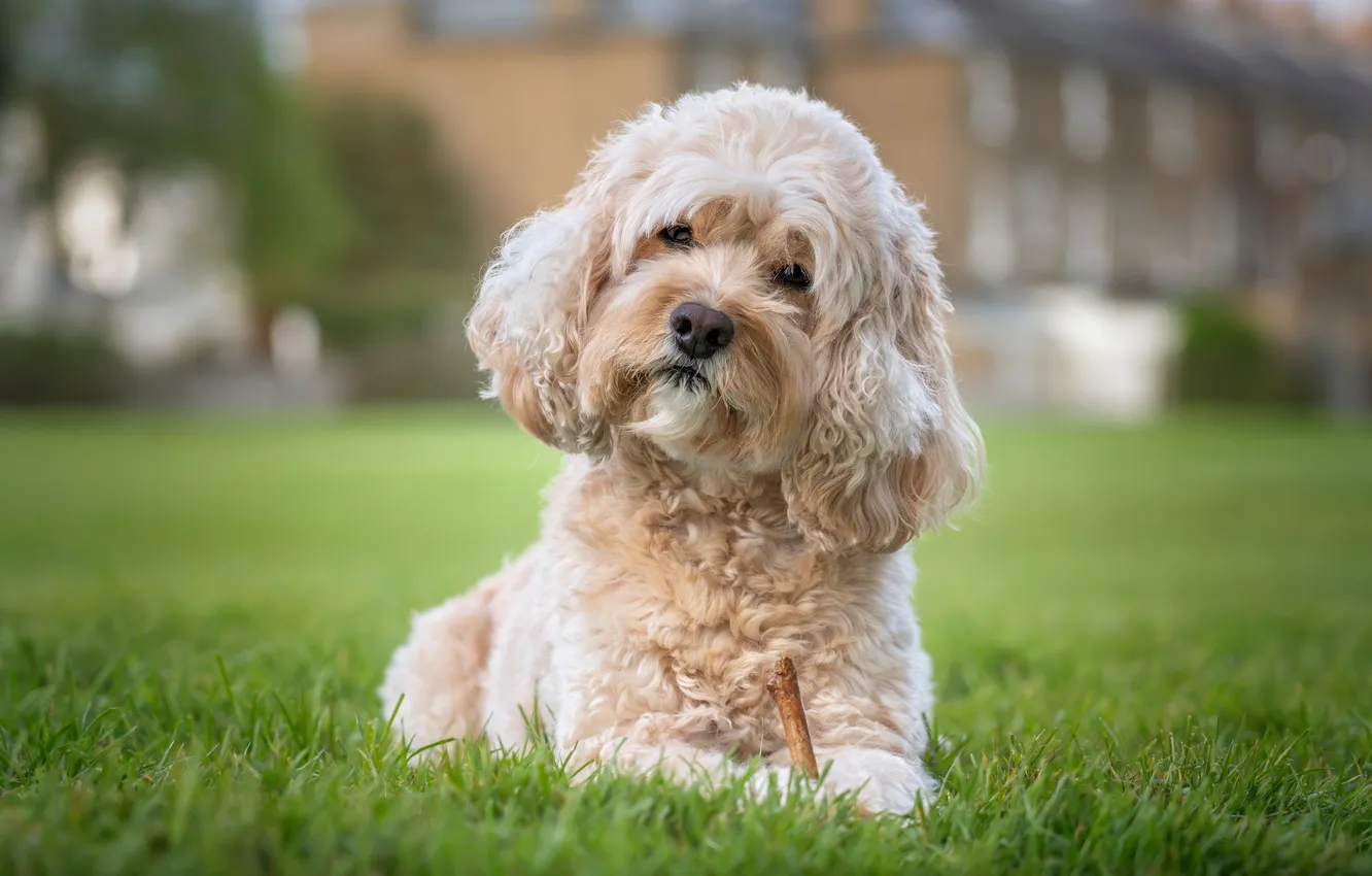 Фото обои grass, nature, brown, dog, head, ginger, portrait, poodle