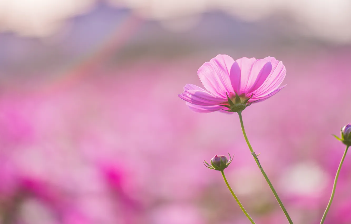 Фото обои поле, цветок, макро, розовый, фокус, лепестки, размытость, Космея