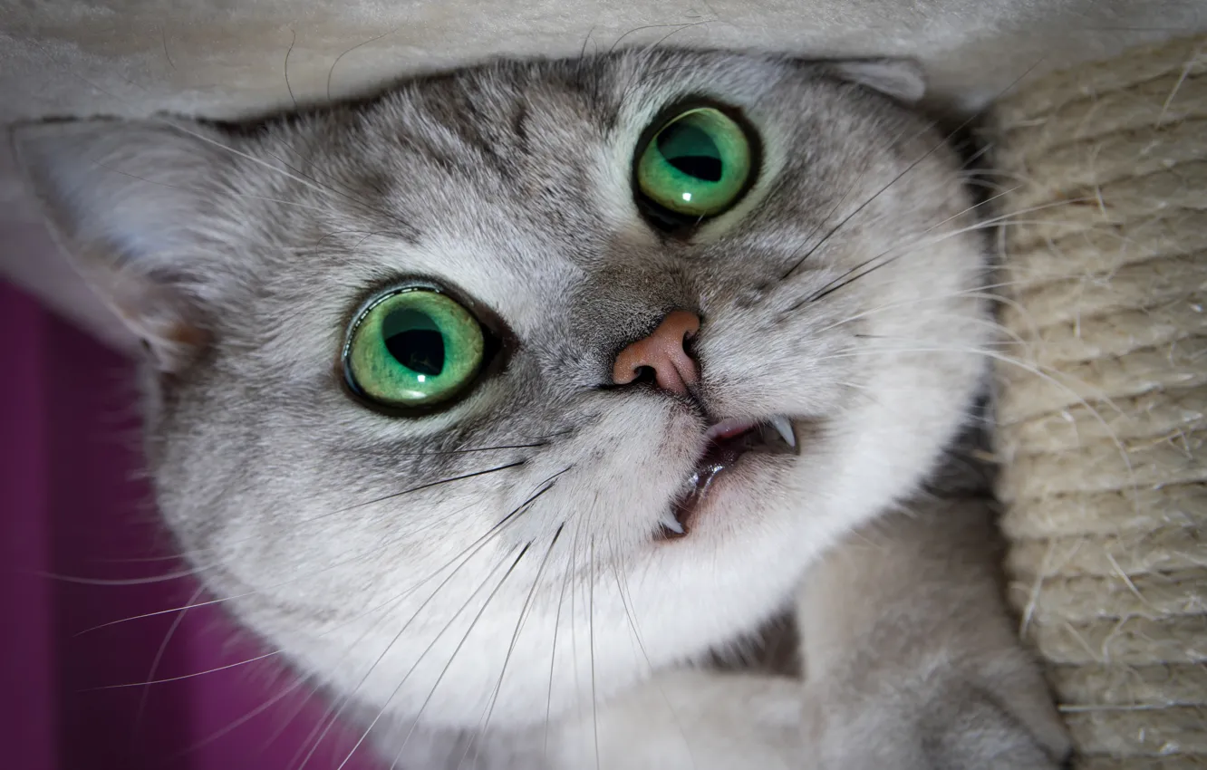 Фото обои кошка, кот, взгляд, крупный план, котенок, клыки, мордашка, зеленые глаза