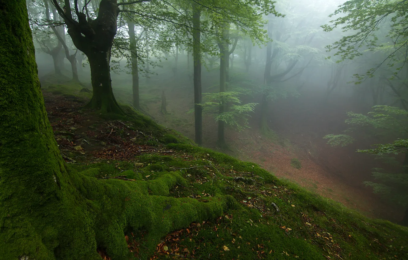 Фото обои осень, лес, деревья, туман, мох, склон
