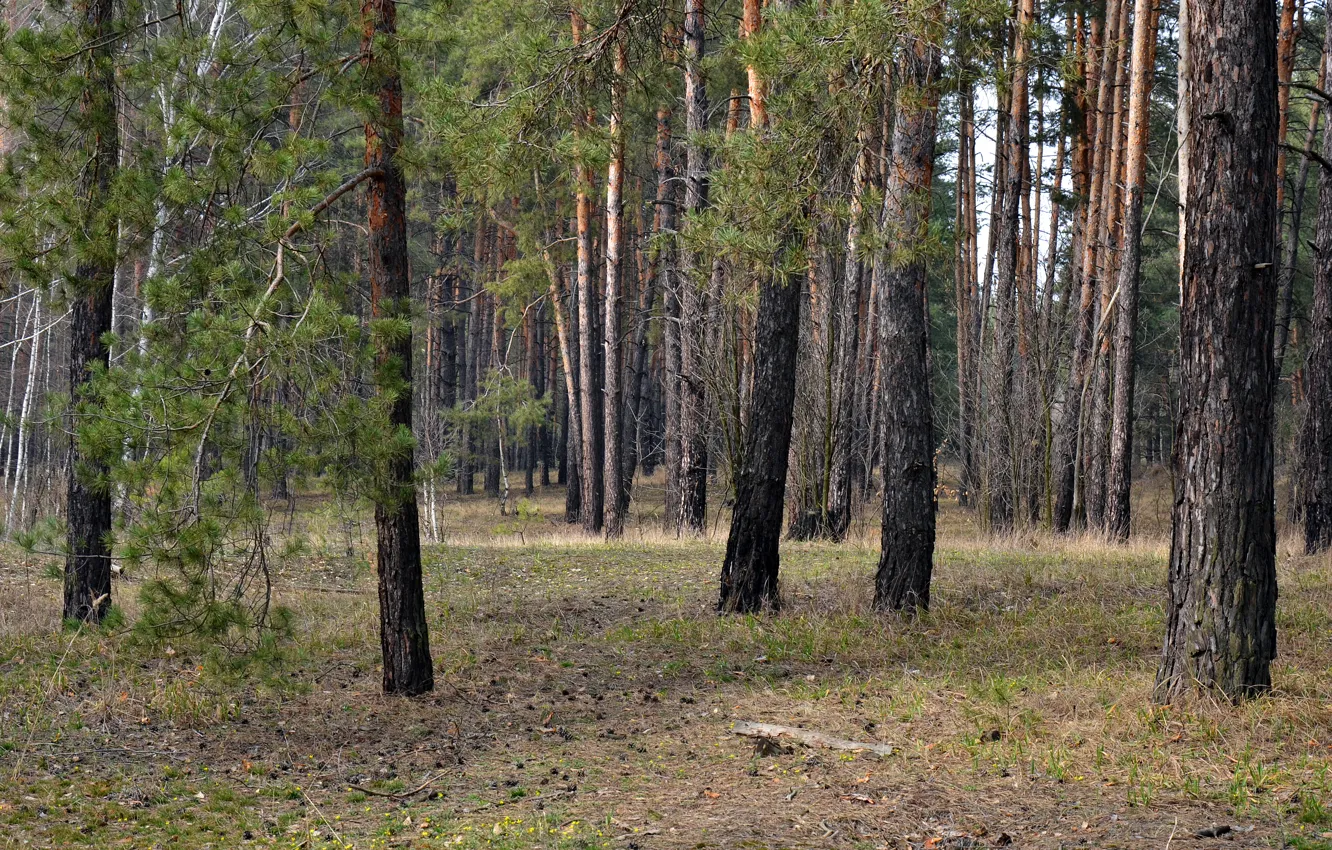 Фото обои лес, поляна, листва, сосна