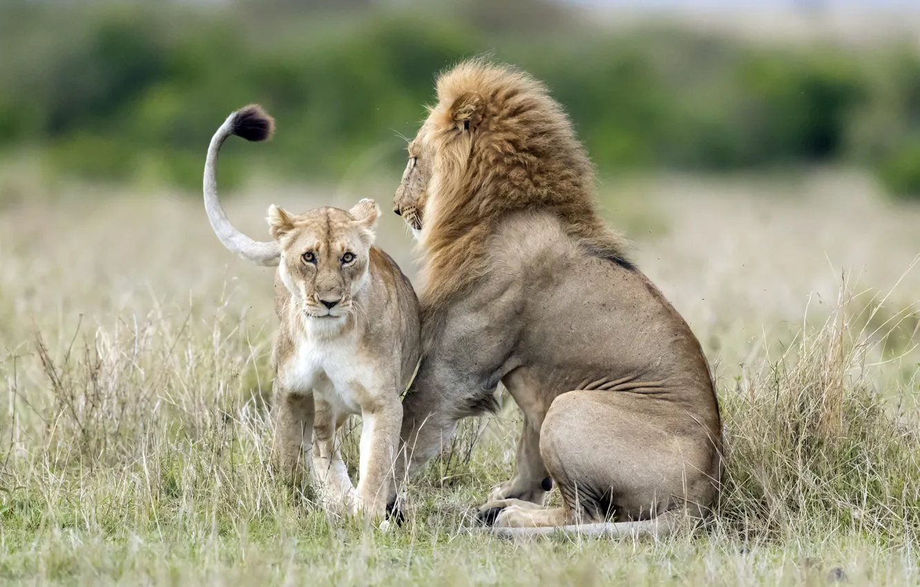 Фото обои лев, львица, дикая природа