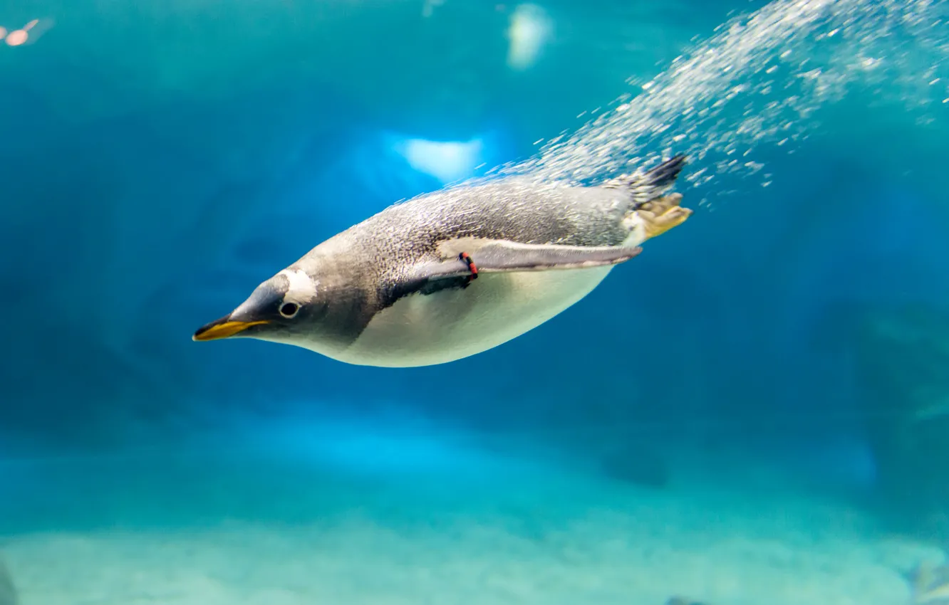 Фото обои вода, пузырьки, птица, клюв, пингвин