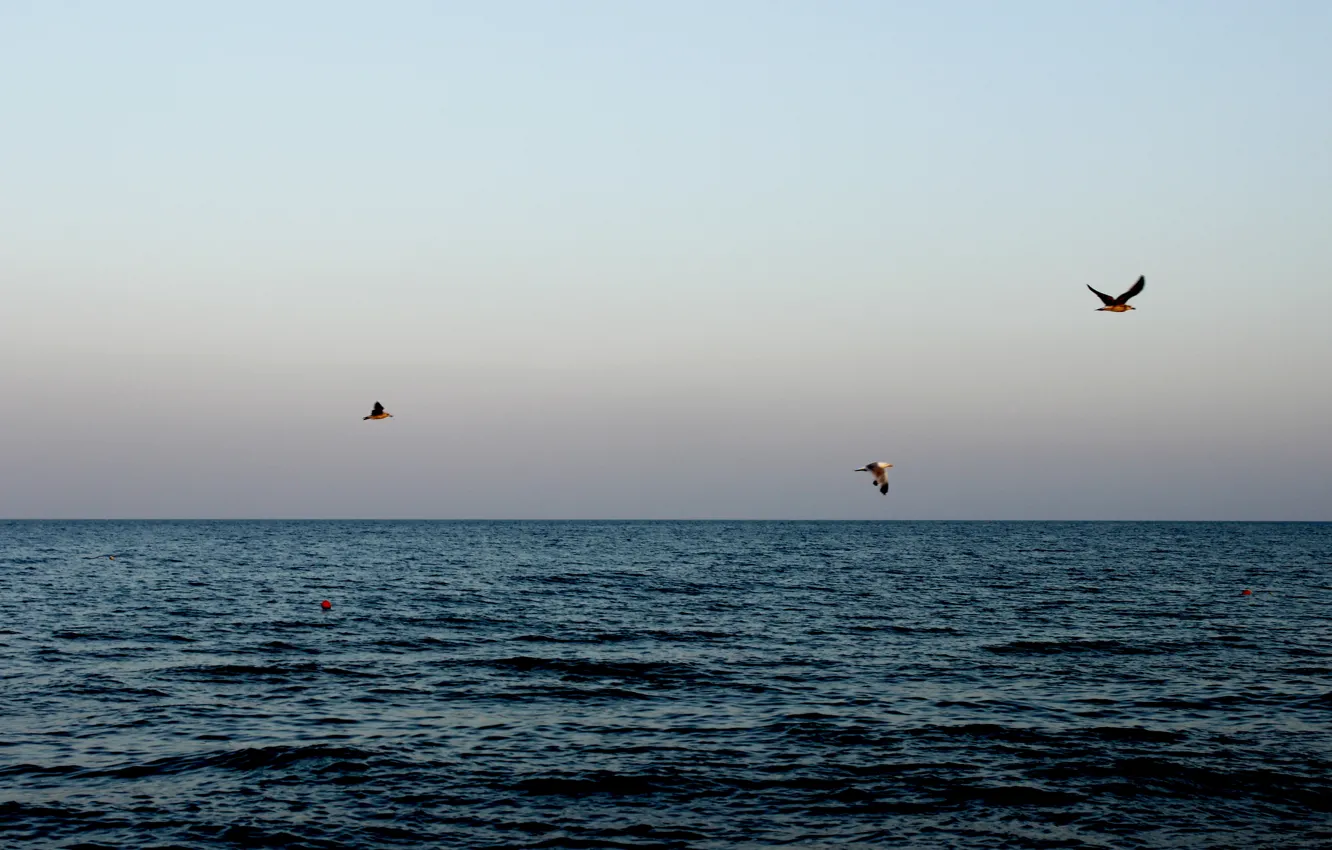 Фото обои море, закат, чайки, beach, sky, sea, ocean, sunset