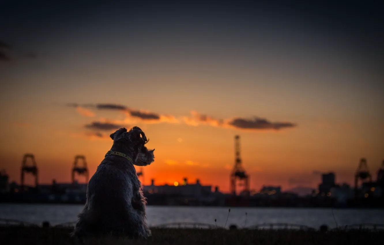 Фото обои закат, Собака, горизонт, терьер