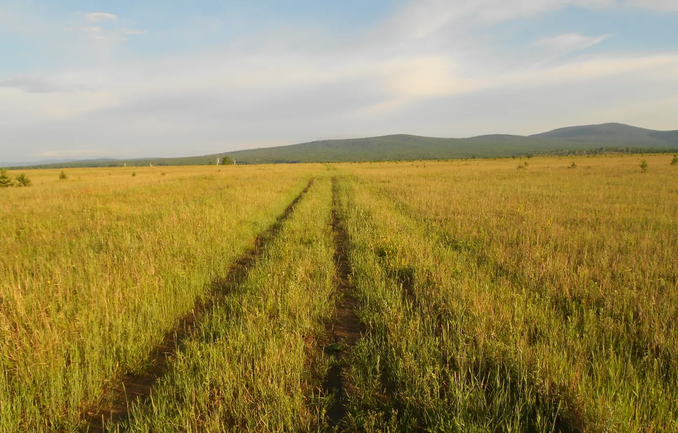 Фото обои дорога, поле, трава, Утро
