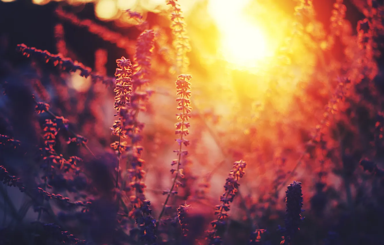 Фото обои солнце, закат, цветы