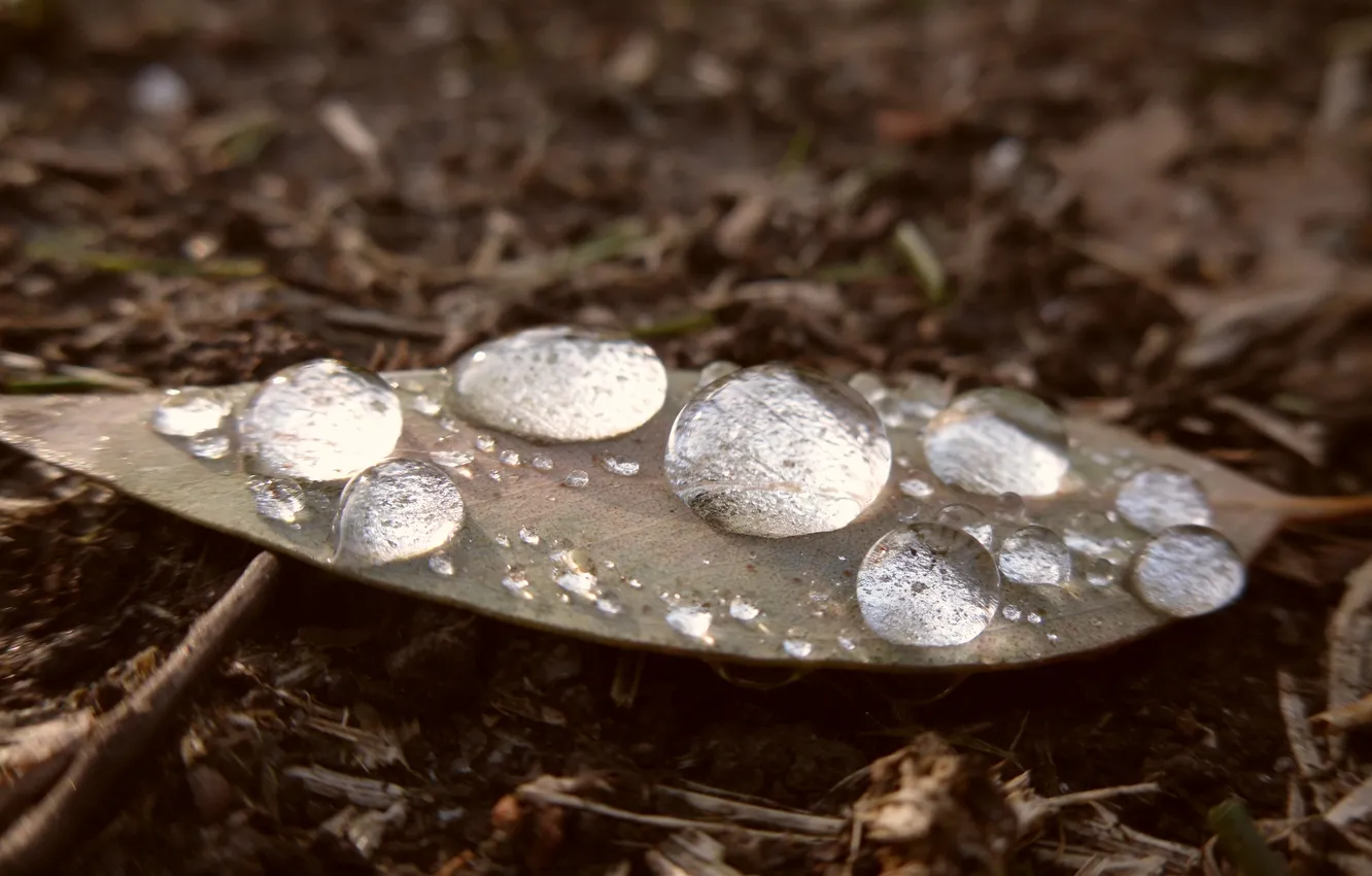 Фото обои осень, вода, капли, макро, лист, дождь, сухой, опавший
