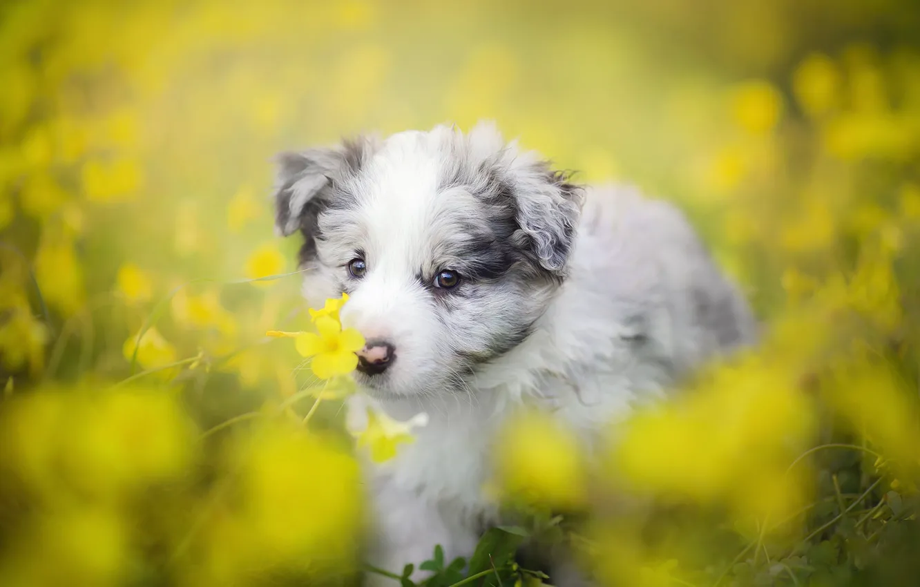 Фото обои цветы, собака, щенок, боке, Бордер-колли