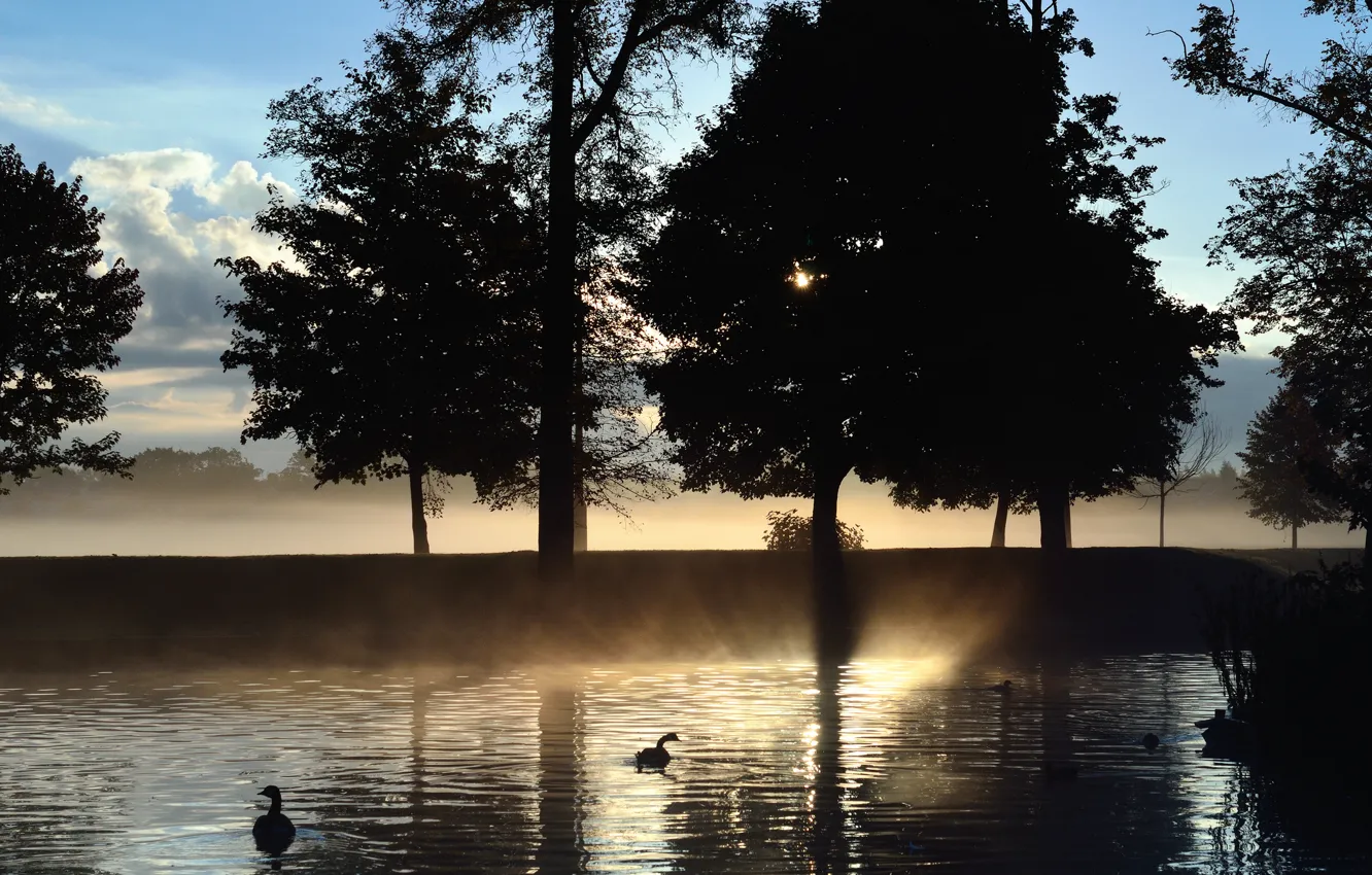 Фото обои деревья, туман, озеро, рассвет