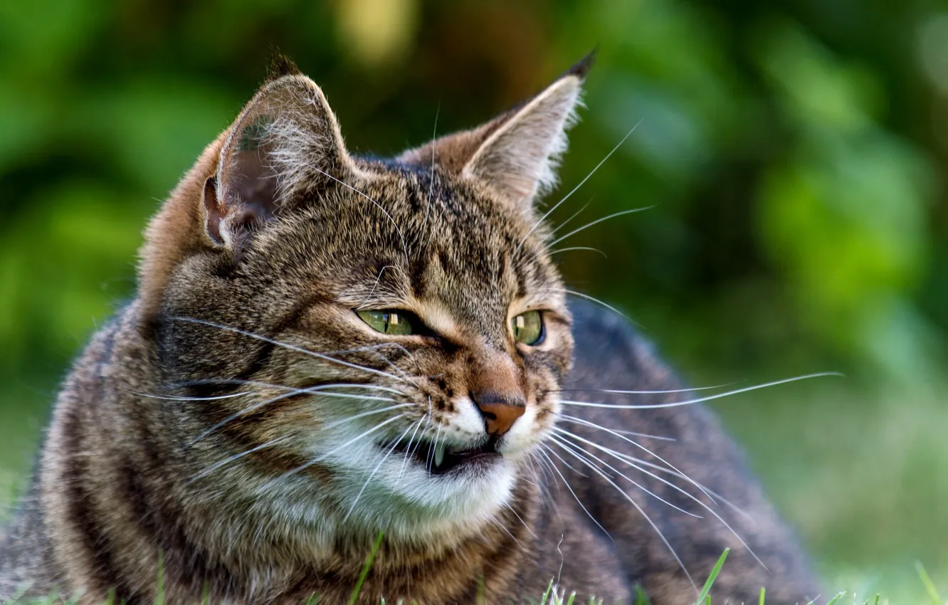 Фото обои зелень, кошка, трава, кот, усы, морда, клыки, злой