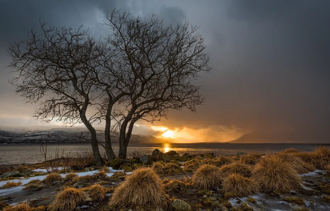 Фото обои закат, дерево, Норвегия, Norway, Nesna