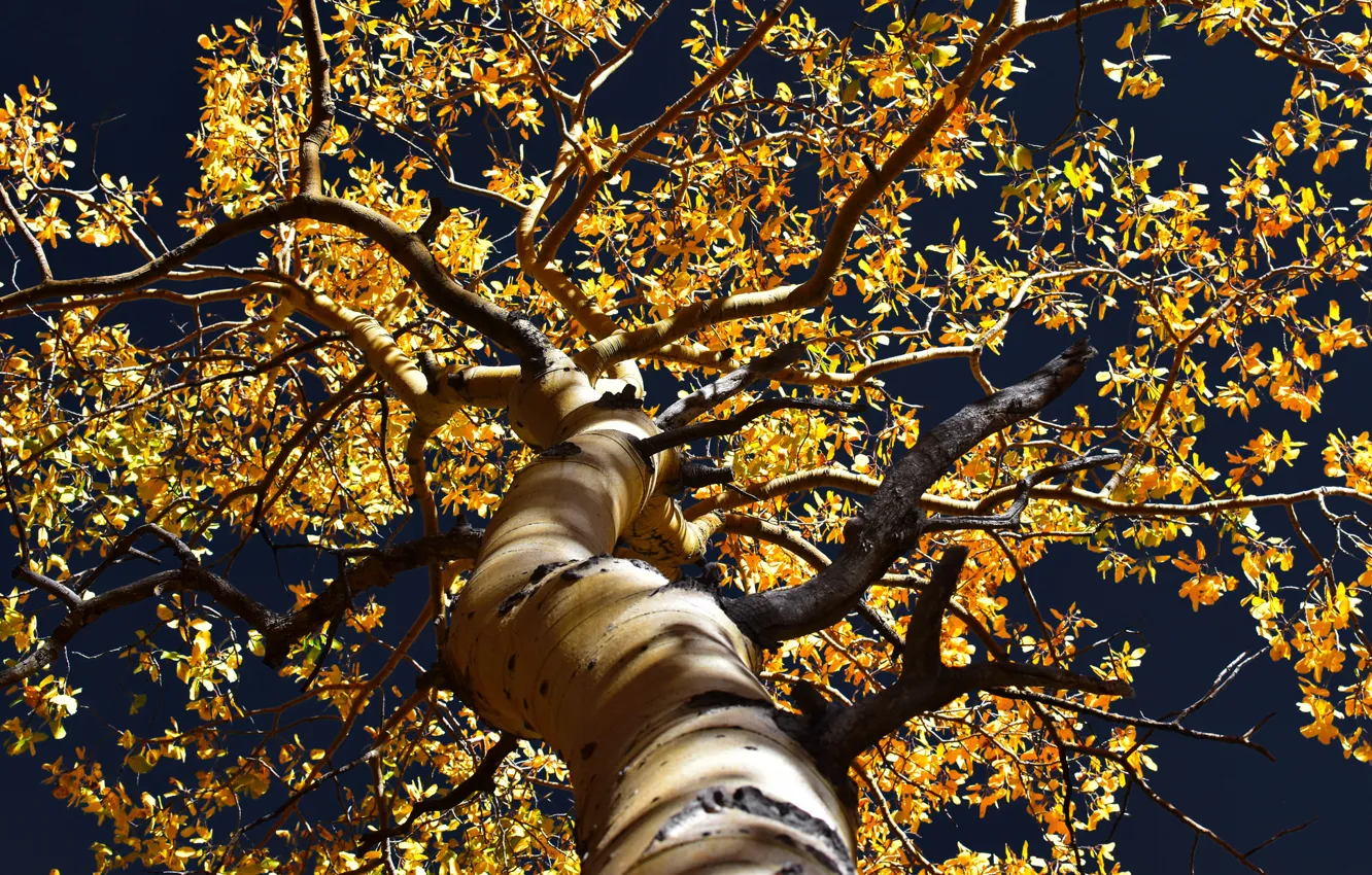 Фото обои осень, ветки, дерево, жёлтые листья