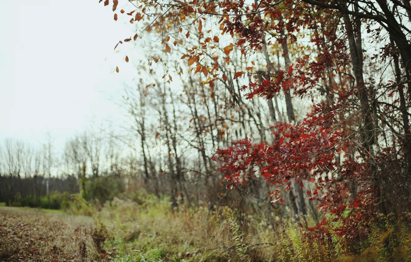 Фото обои поле, осень, лес