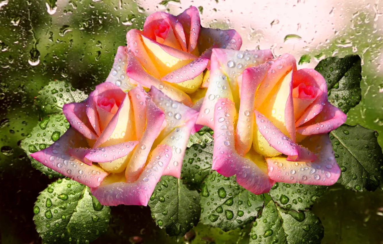 Фото обои капли, роса, дождь, Роза