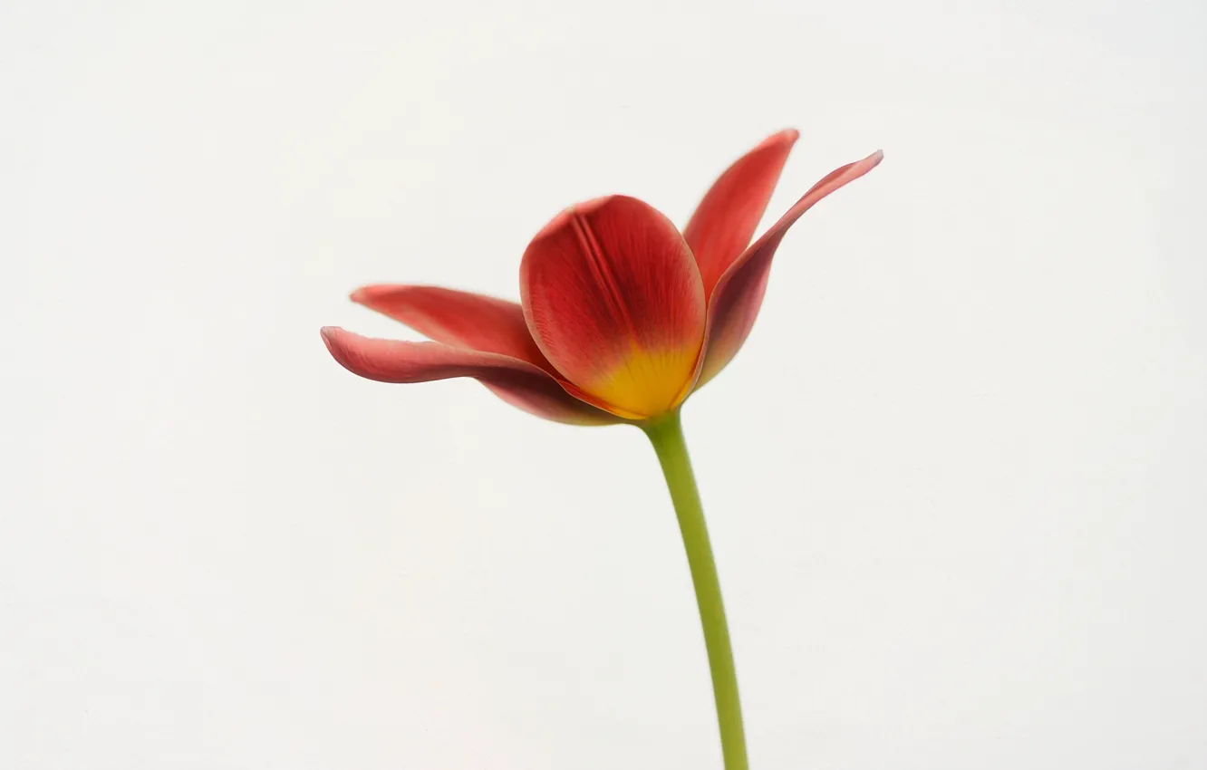 Фото обои макро, тюльпан, весна, лепестки
