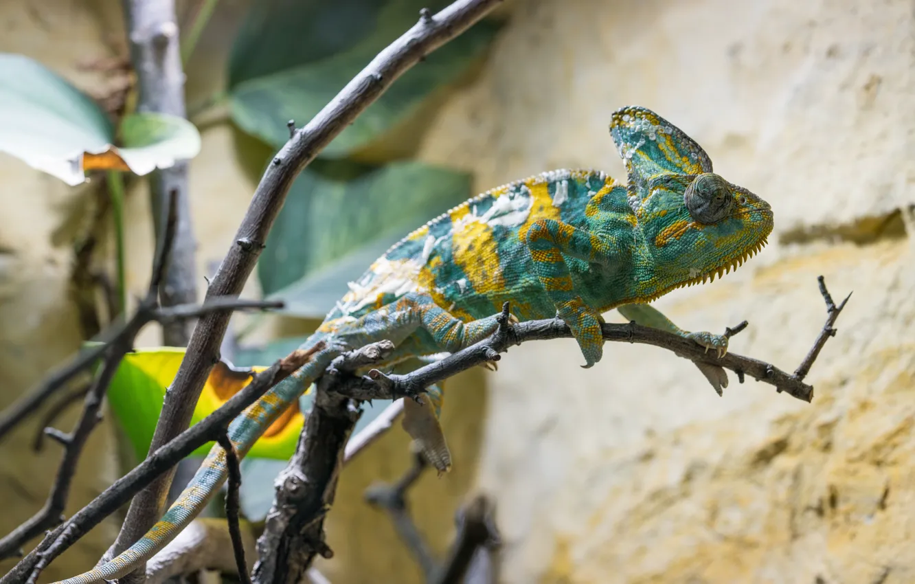 Фото обои Ветка, Хамелеон, Камуфляж, Животное, Animal, Camouflage, Chameleon, Wildlife