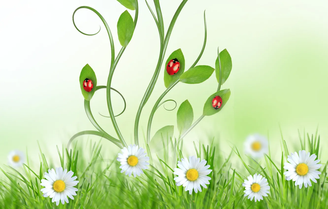 Фото обои небо, трава, листья, цветы, green, божья коровка, ромашки, весна