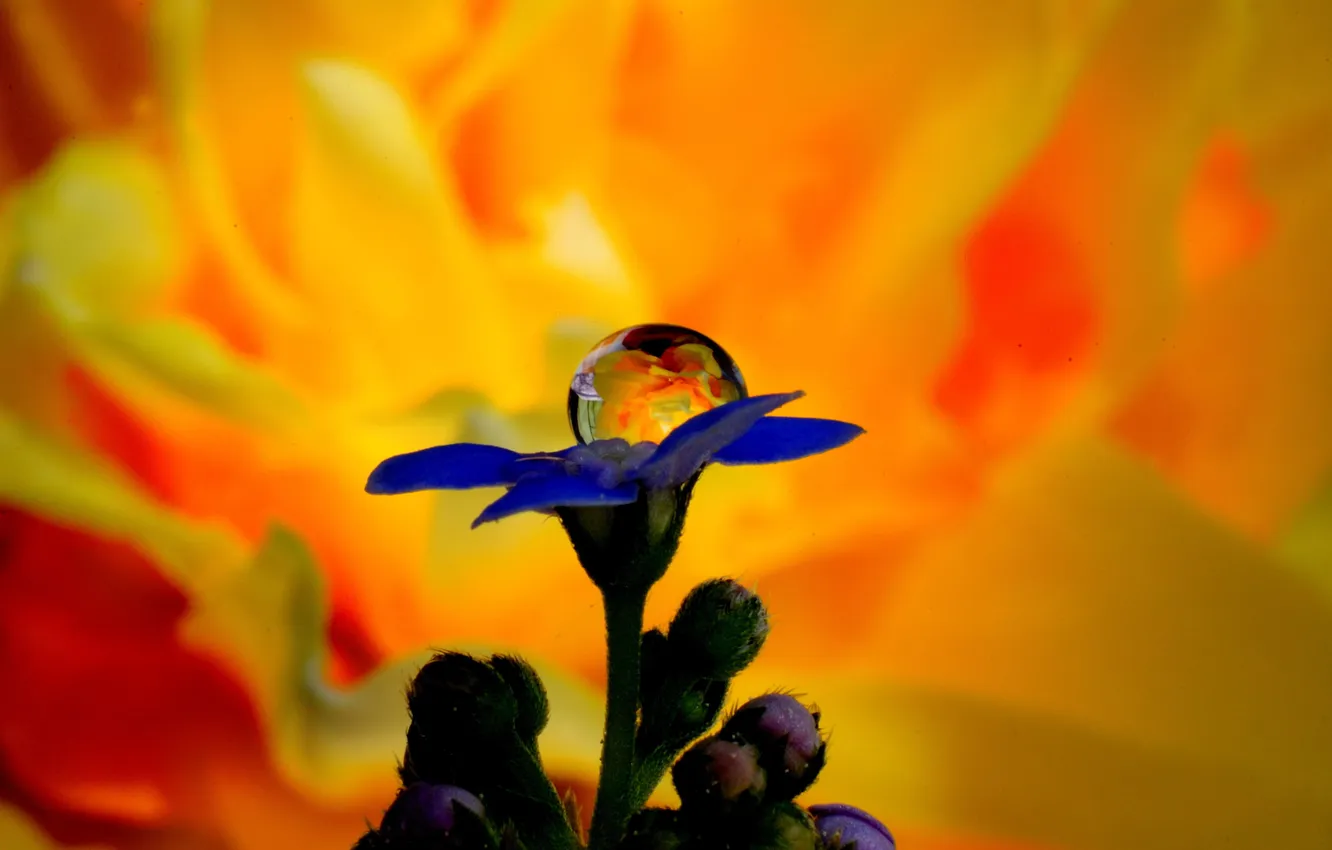 Фото обои капли, макро, цветы, синий, бутон, огненный