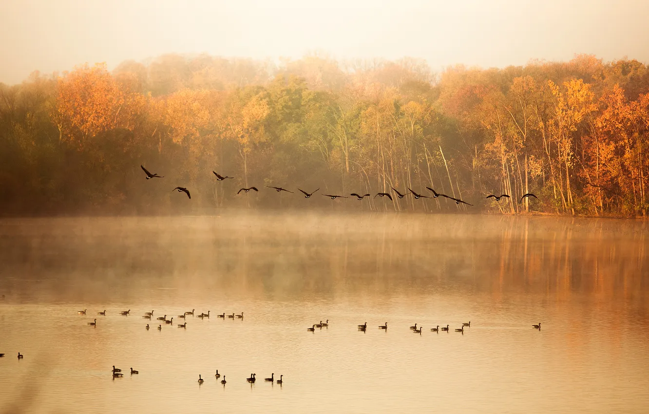 Фото обои осень, деревья, природа, озеро, пруд, утки, стая