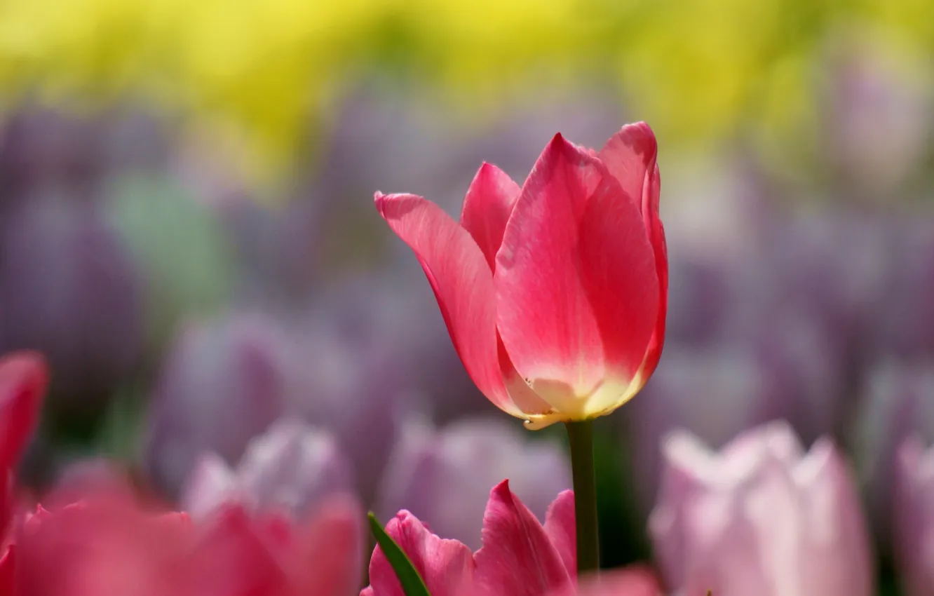 Фото обои макро, природа, розовый, тюльпан, весна