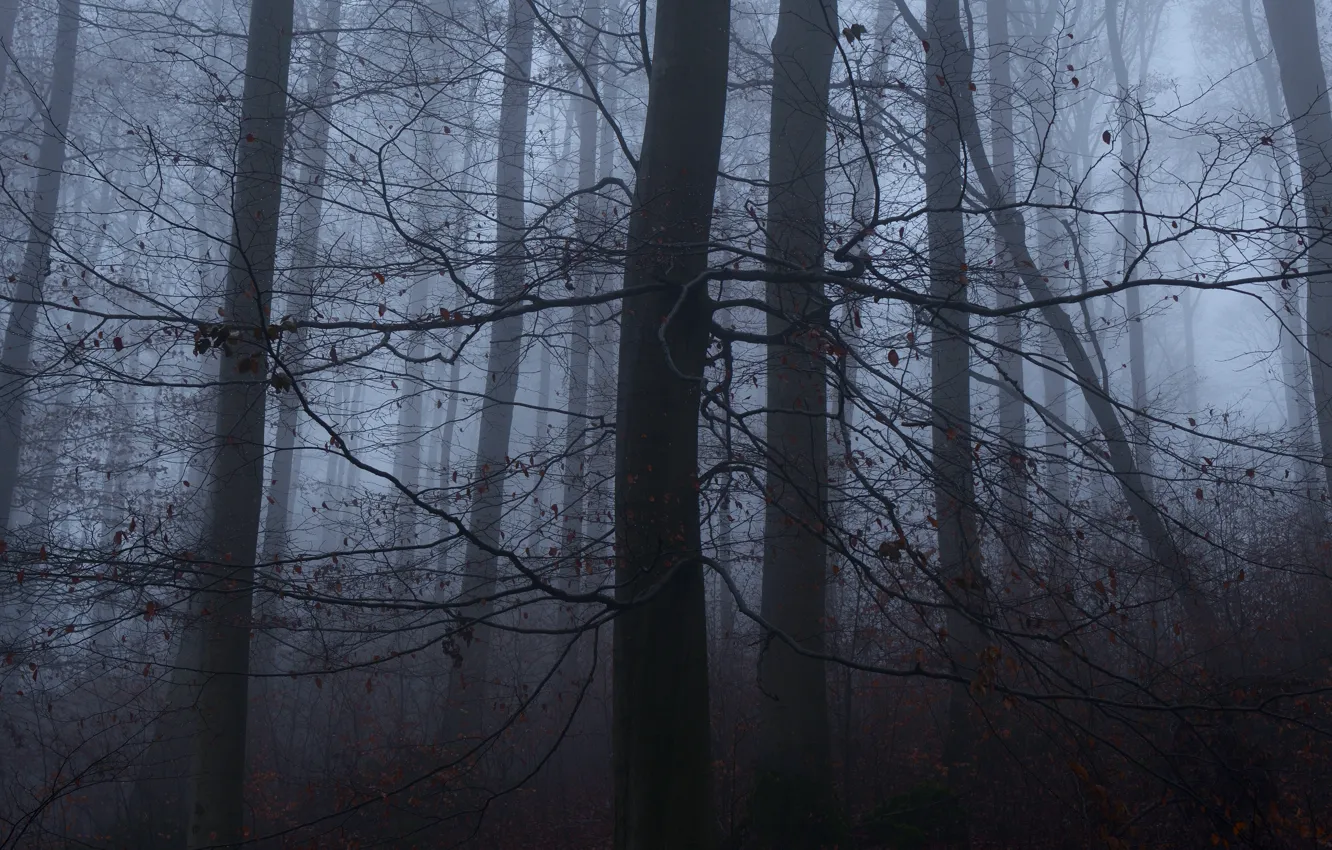 Фото обои лес, деревья, природа, туман, Niklas Hamisch