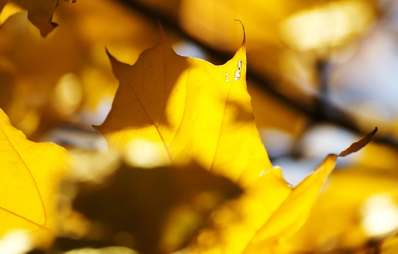 Фото обои осень, листья, солнце, свет, желтые, прожилки, кленовые