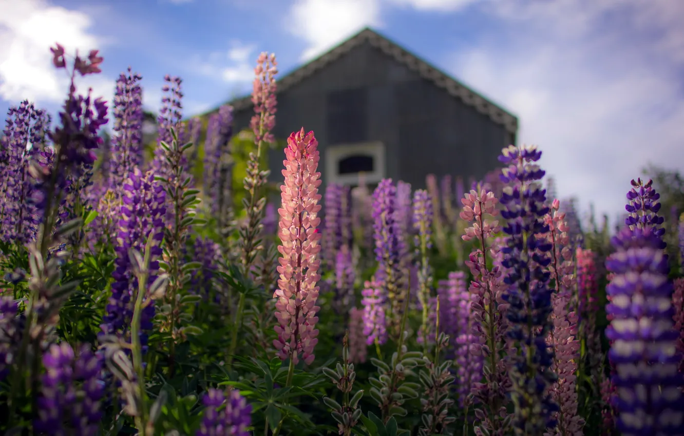 Фото обои New Zealand, St Bathans, Lupins