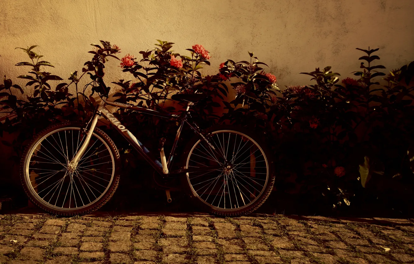 Фото обои цветы, велосипед, фон, widescreen, обои, настроения, колеса, wallpaper