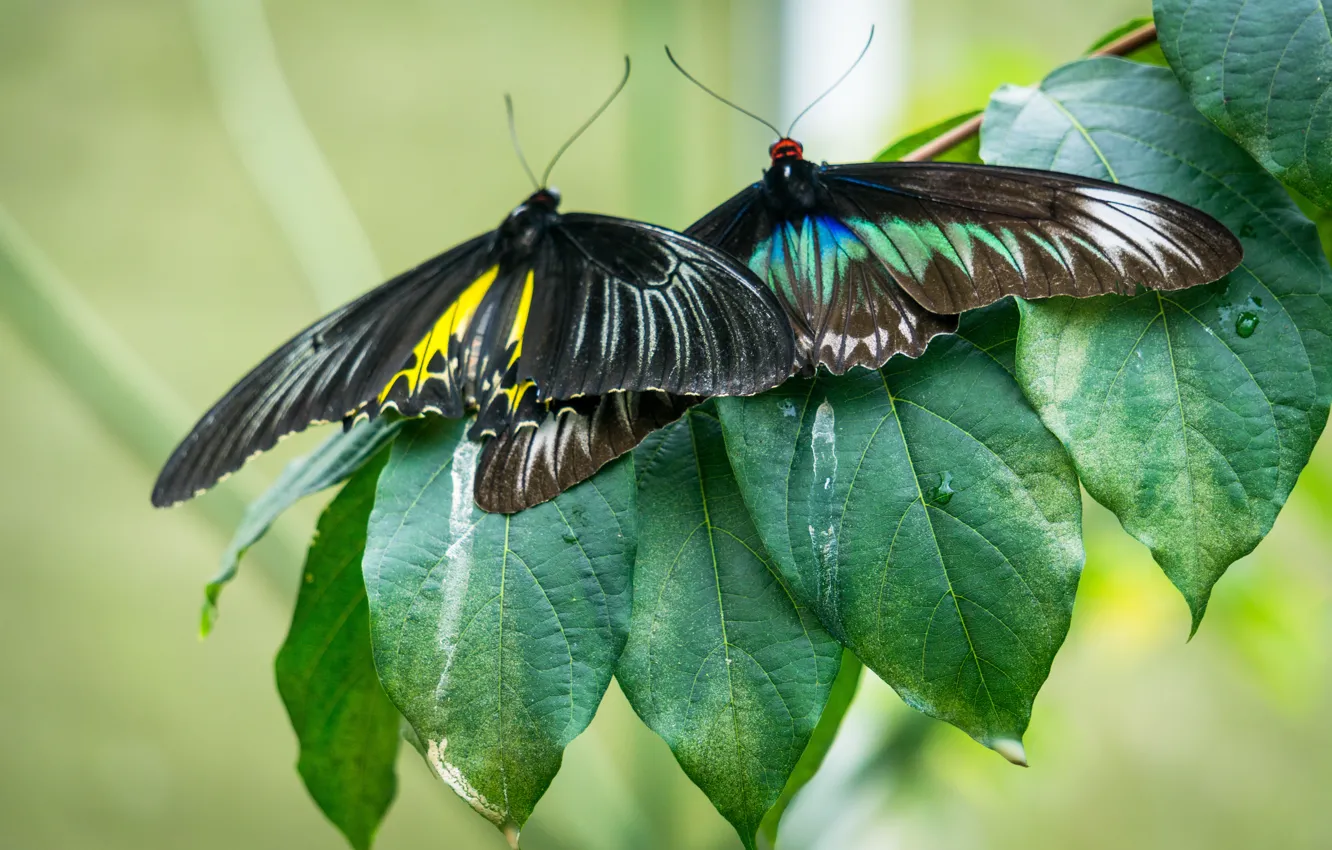 Фото обои green, black, nature, yellow, butterfly, leaves, macro, butterflies