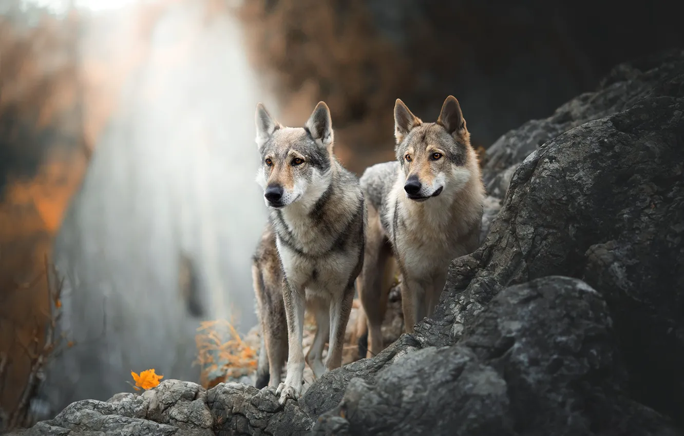 Фото обои осень, собаки, взгляд, природа, поза, камни, фон, скалы