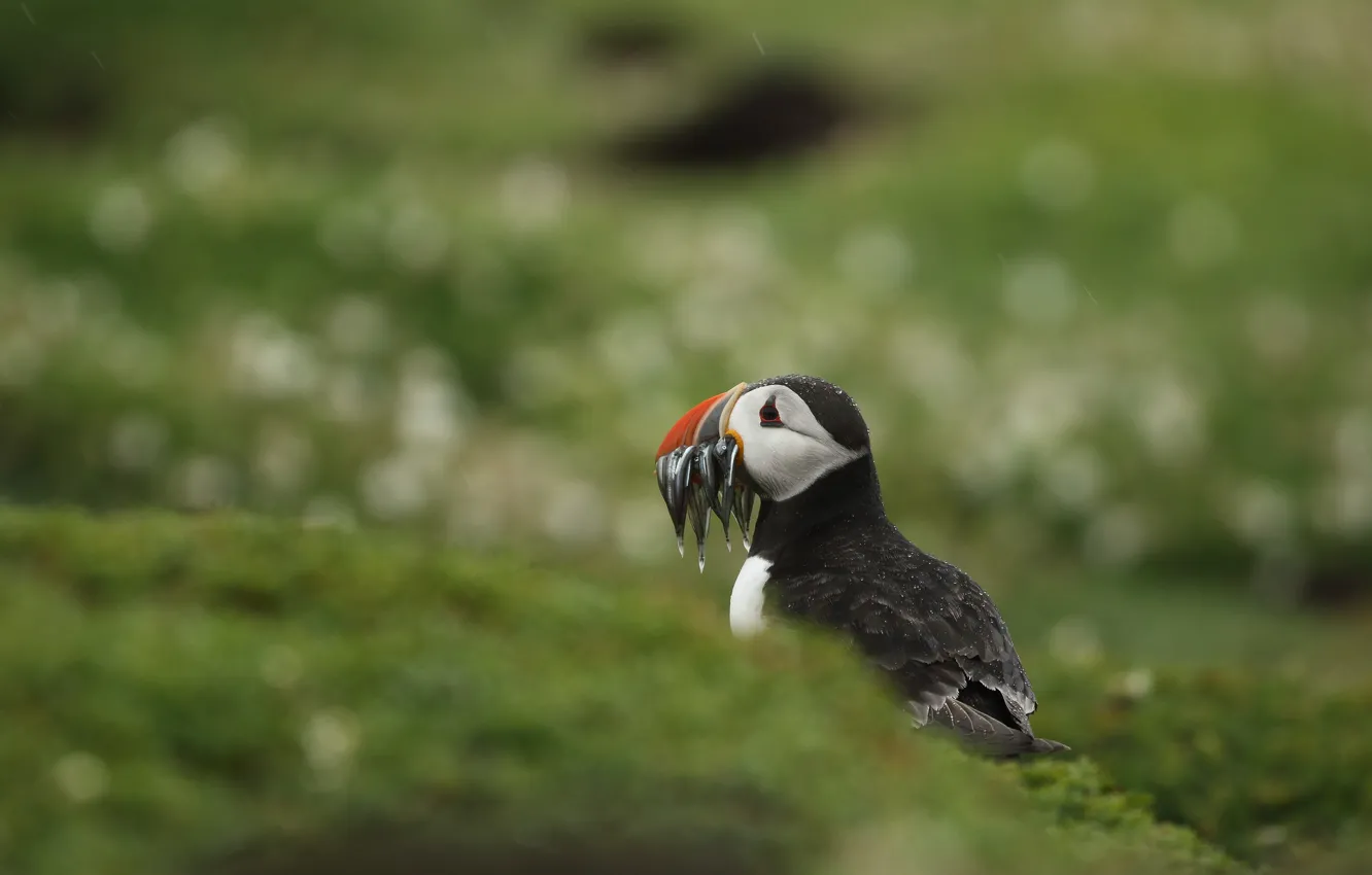 Фото обои птица, рыба, тупик, улов