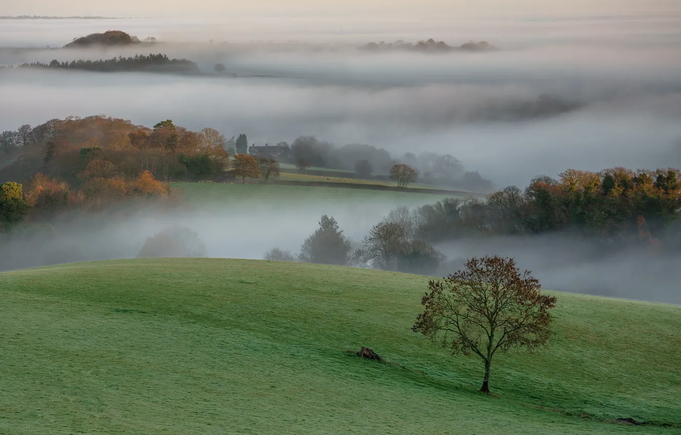 Фото обои деревья, туман, утро, луг, Devon