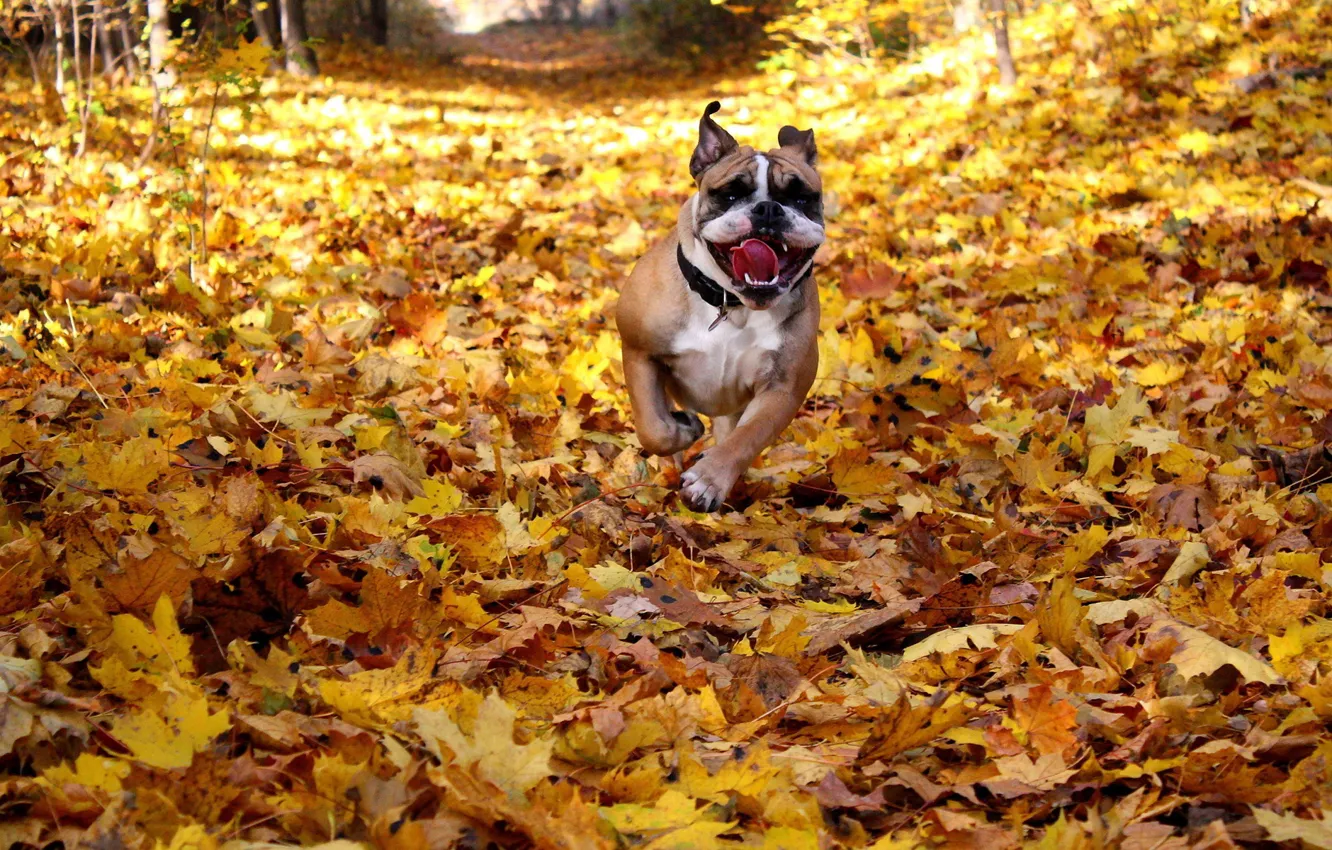 Фото обои happy, dog, fall, running