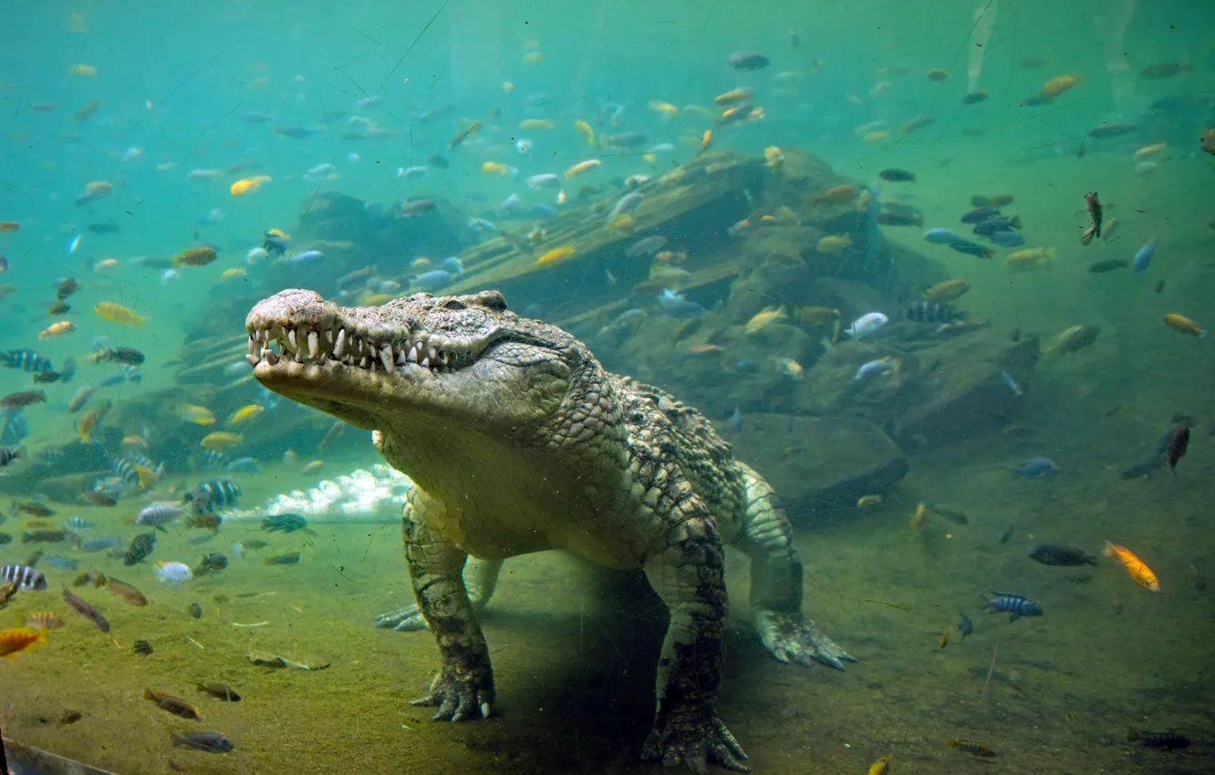 Фото обои вода, рыбы, крокодил