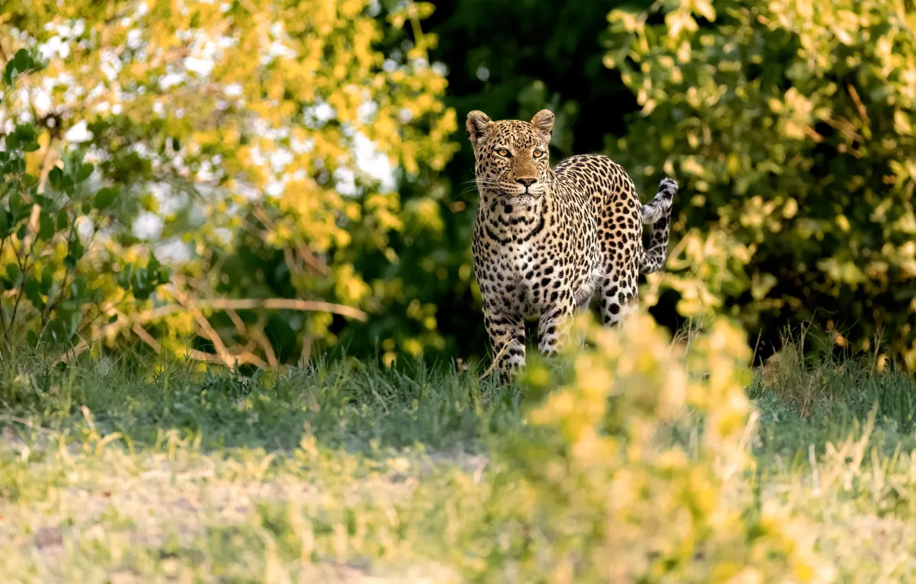 Фото обои осень, леопард, кусты