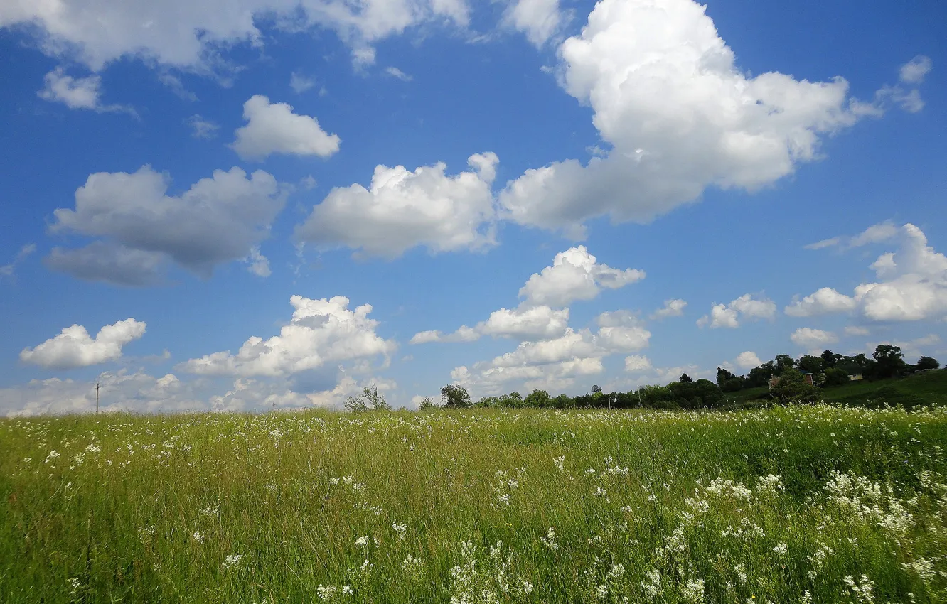 Фото обои лето, небо, трава, облака, цветы