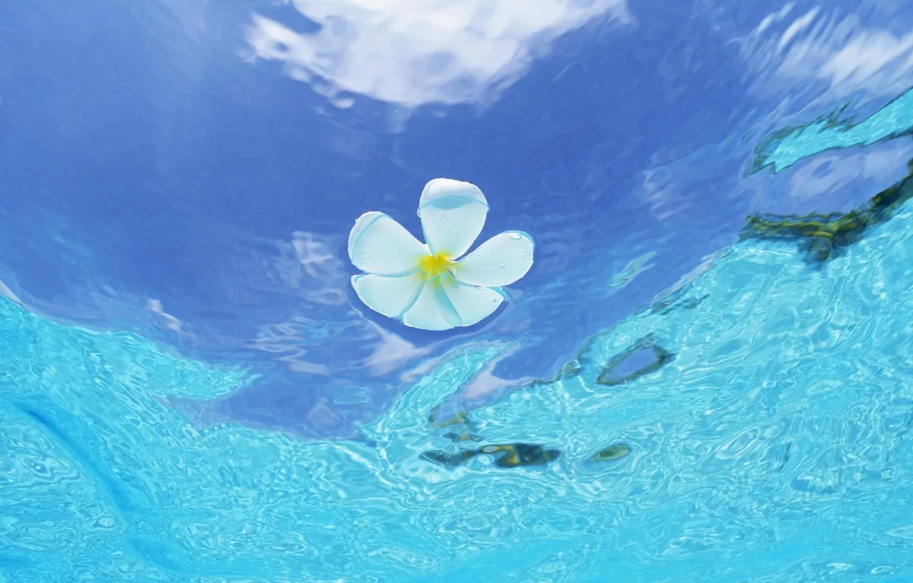 Фото обои Вода, Цветок, Мальдивы