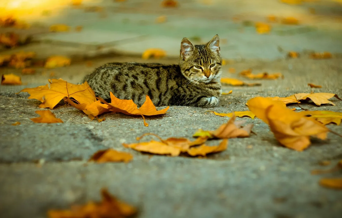 Фото обои опавшие листья, полосатая кошка, на асфальте