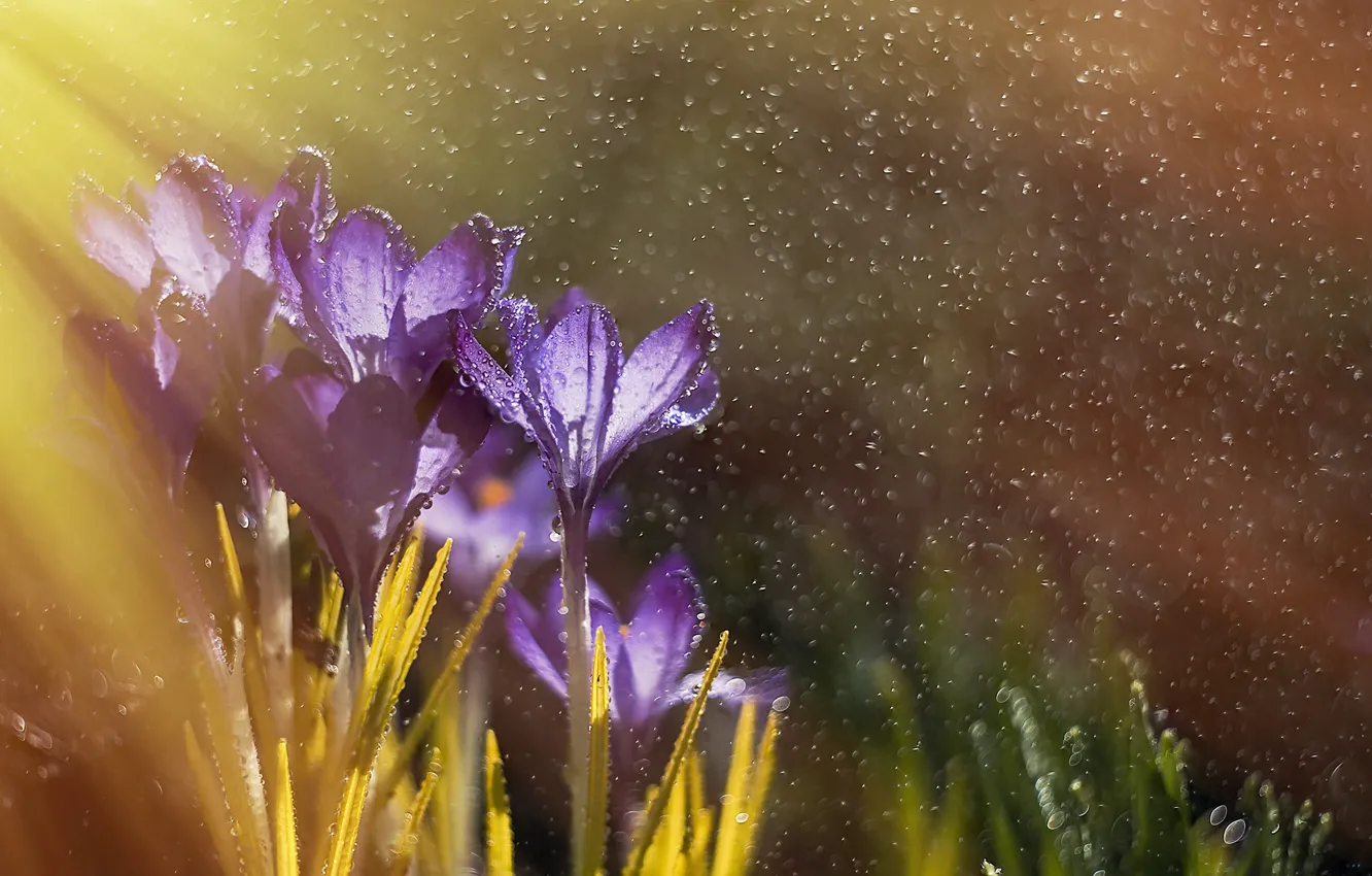 Фото обои капли, макро, свет, цветы, природа, дождь, весна, крокусы