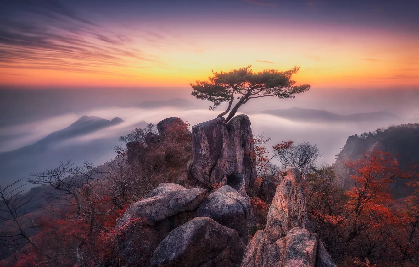 Фото обои осень, небо, горы, ветки, туман, камни, дерево, скалы