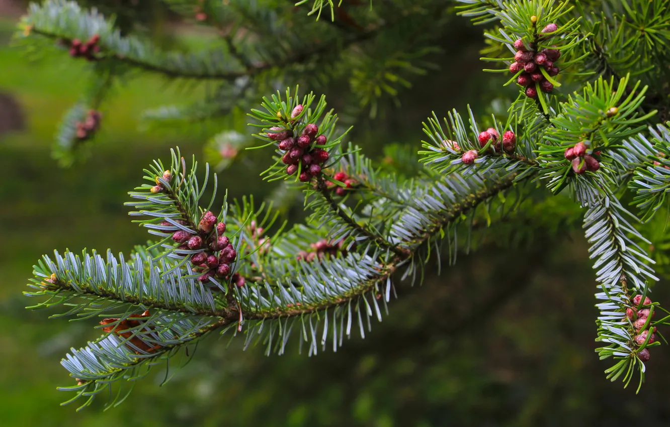 Фото обои spring, pine, twig