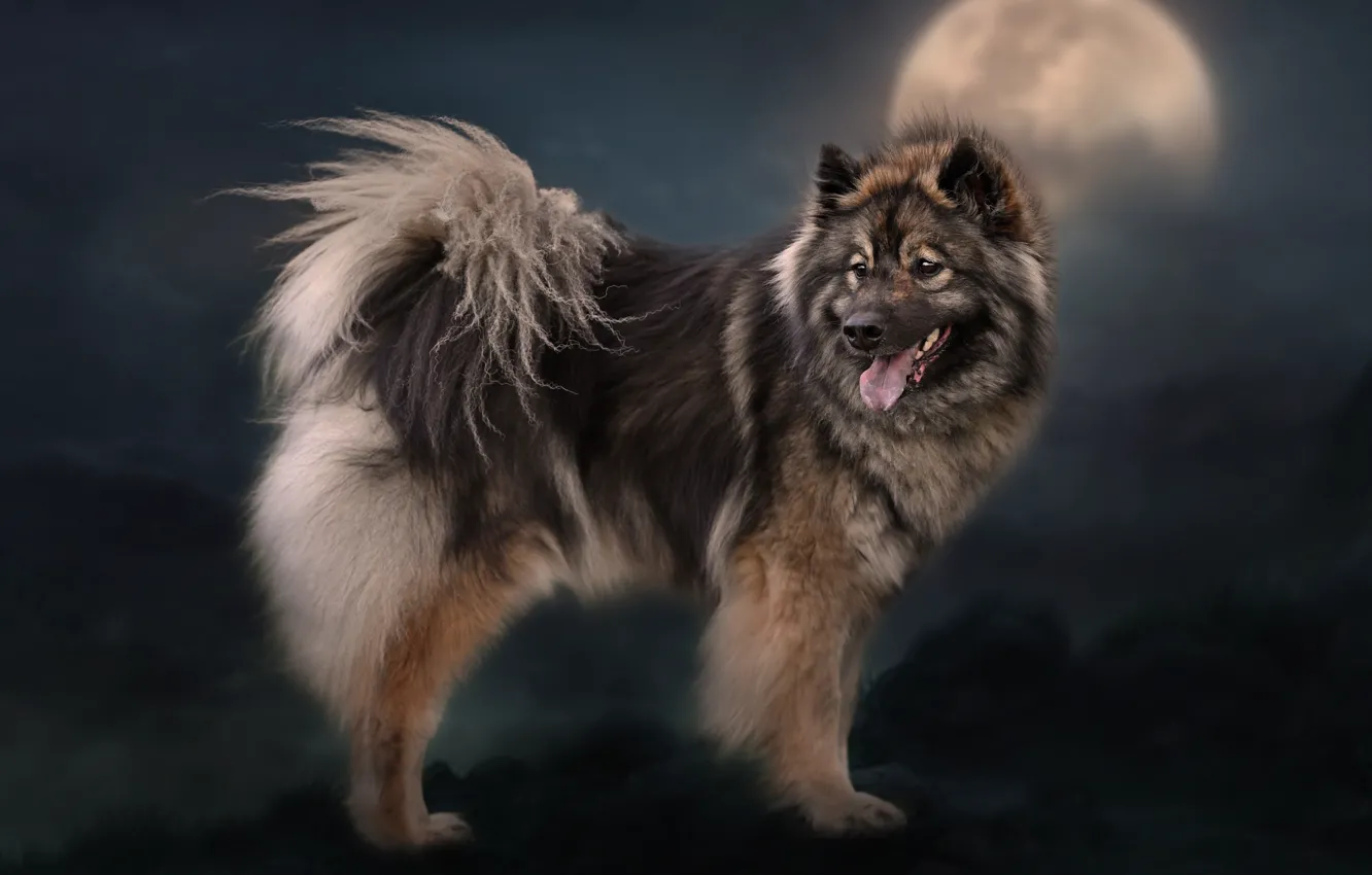 Фото обои фон, луна, собака, Евразиер