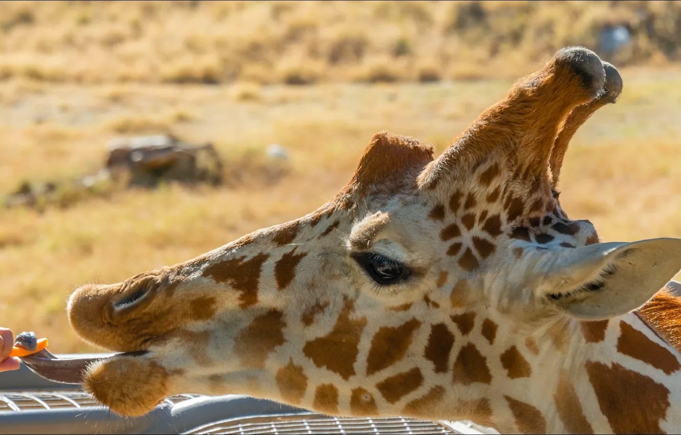 Фото обои язык, жираф, giraffe, snack, закуска, tongue